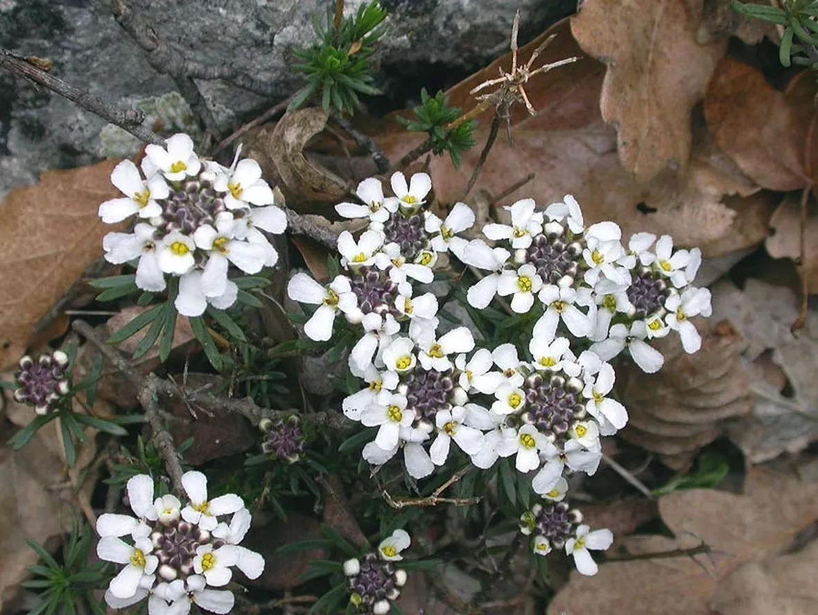 Esemplare iberis semperflorens