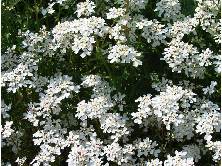Infiorescenze iberis
