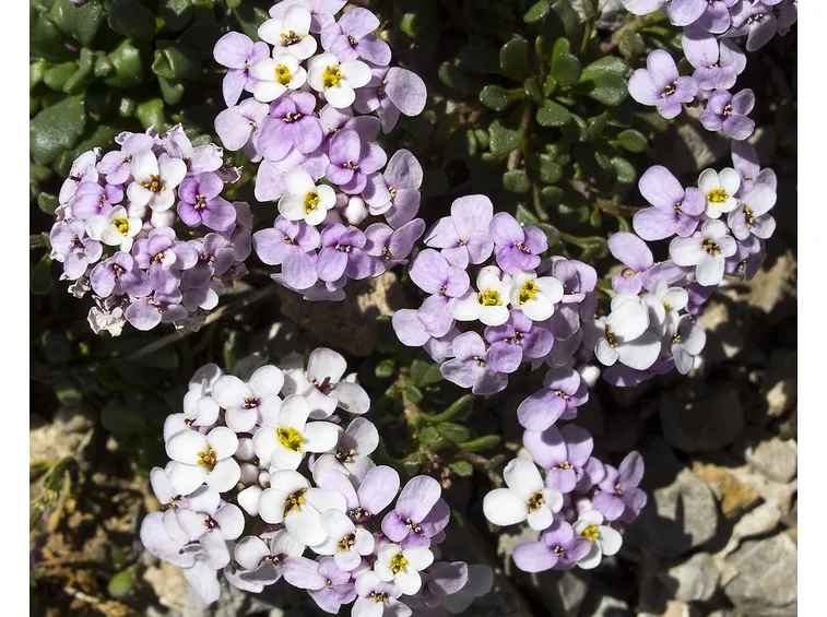 Fiori iberide