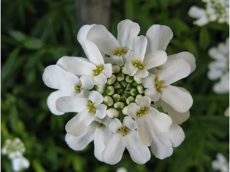 Concime iberis