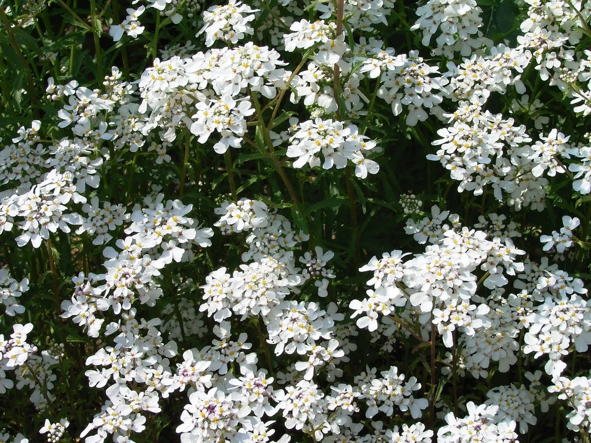 Infiorescenze iberis