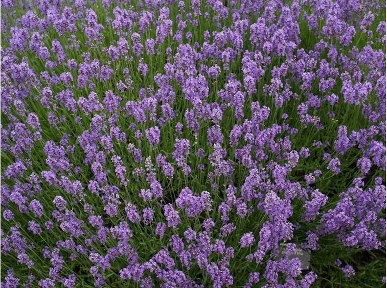 Lavanda angustifolia fiorita
