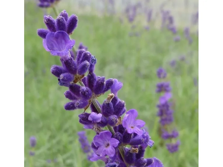 Il coloratissimo fiore della lavanda angustifolia