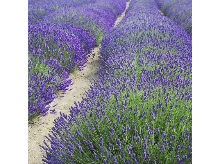 Tipici cespugli di lavanda