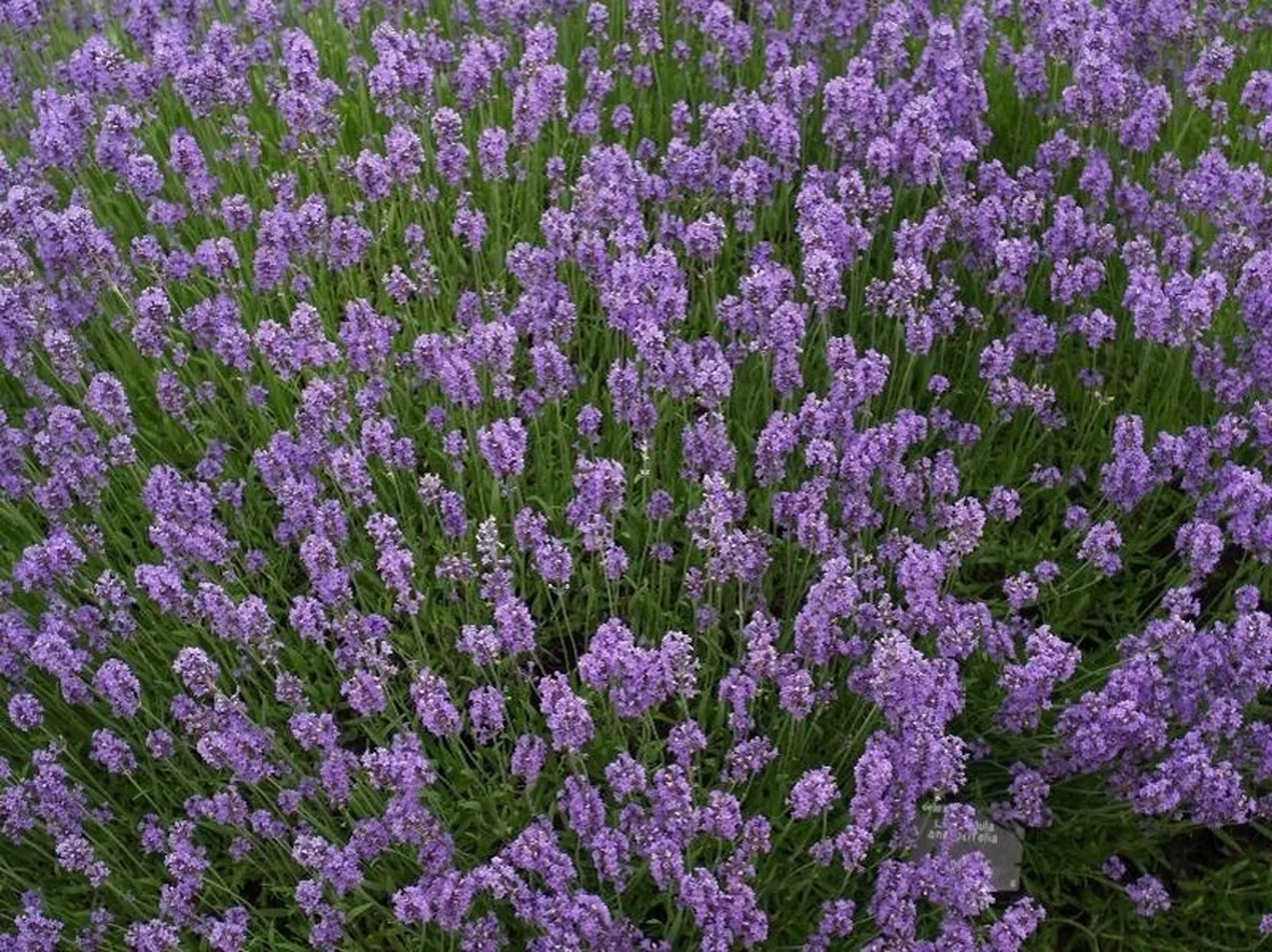 Lavanda angustifolia fiorita