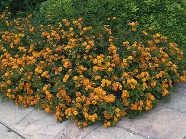 la lantana camara