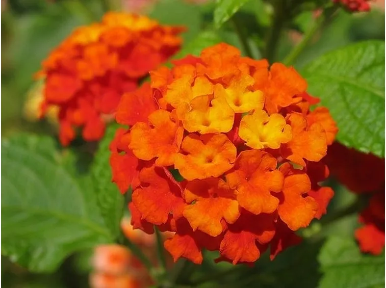 fiore lantana camara