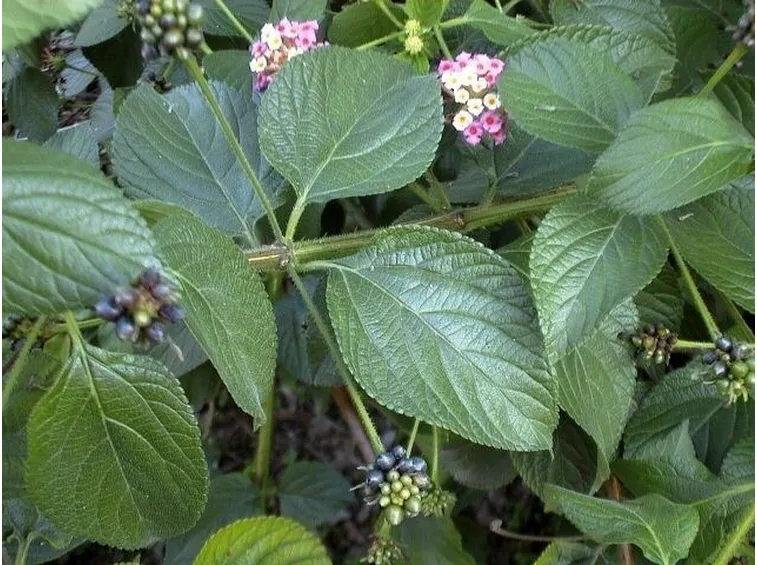 lantana camara in giardino