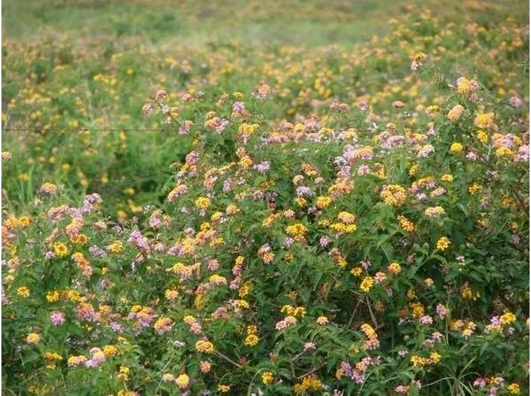 lantana camara in natura