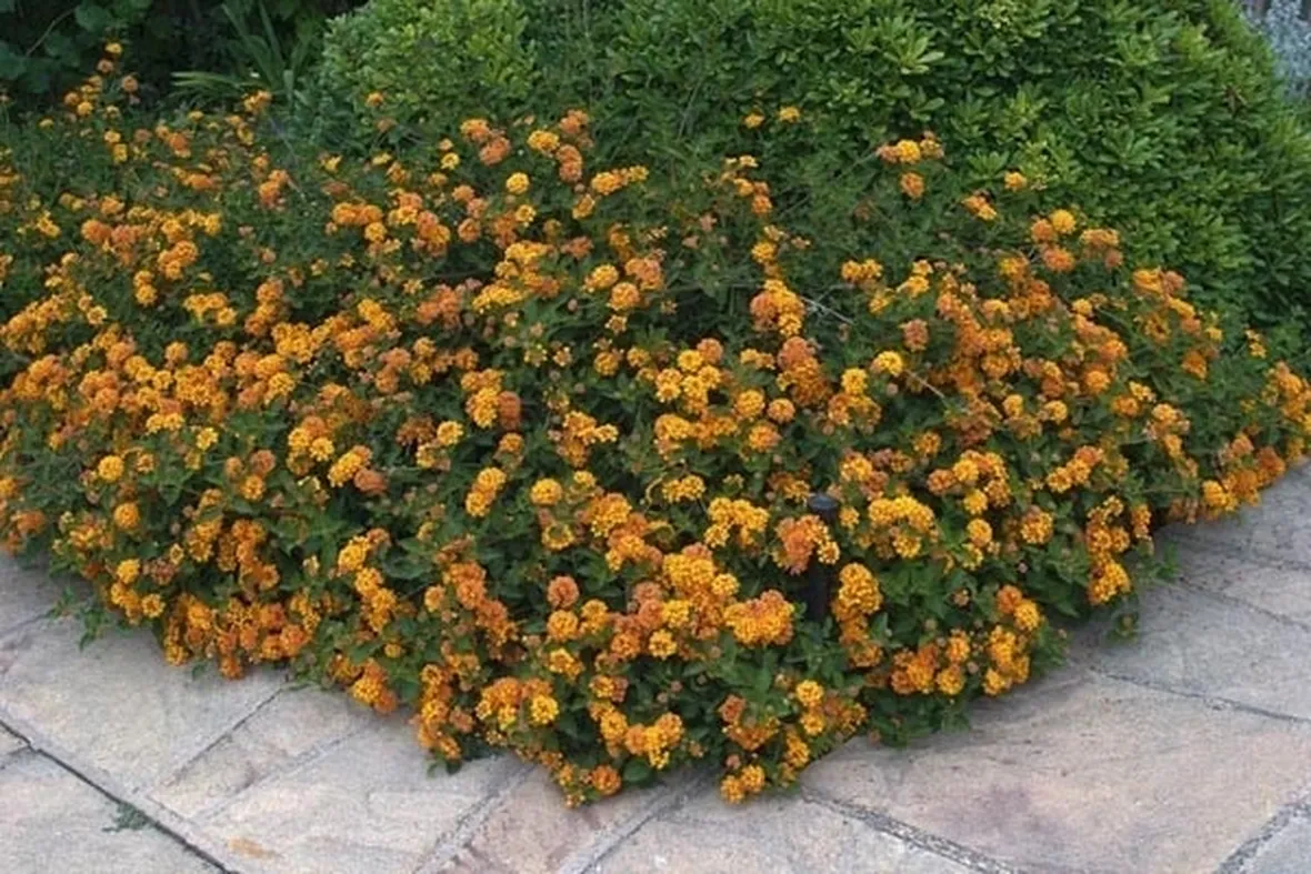 la lantana camara