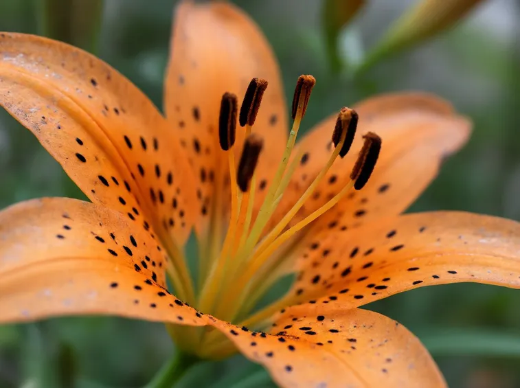 Fiore giglio