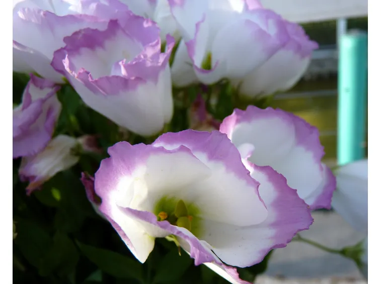 Fiori lisianthus