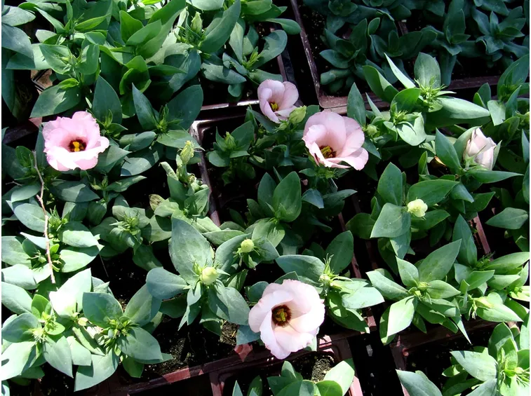 Lisianthus giardino