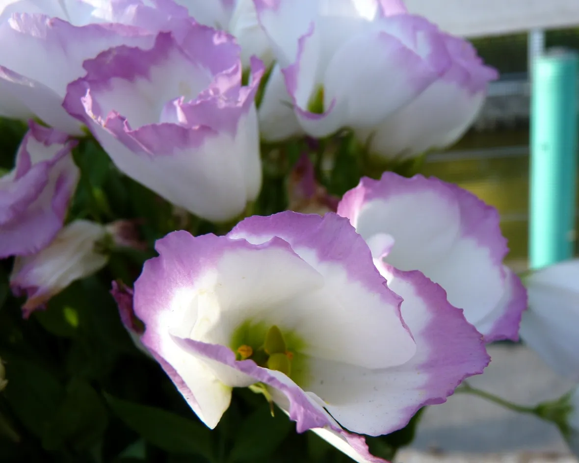 Fiori lisianthus