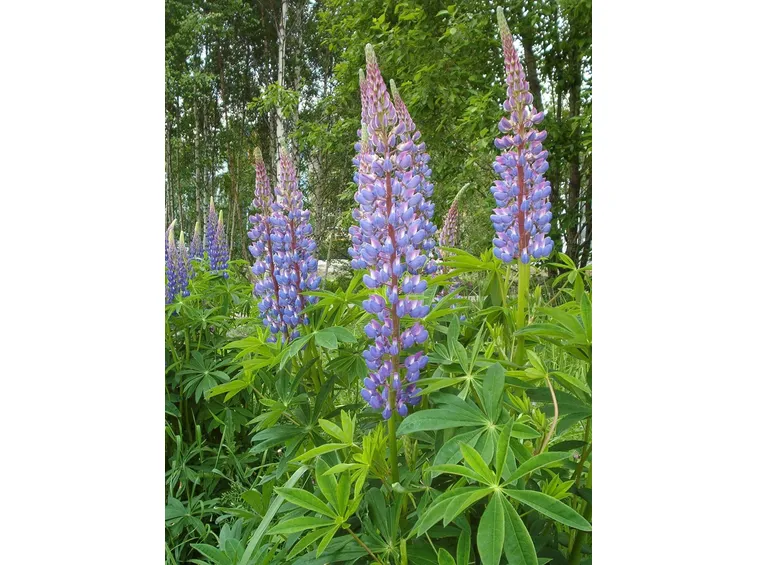 pianta di lupinus