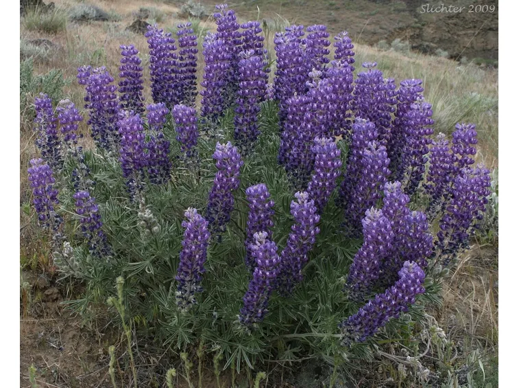 siepe di lupini