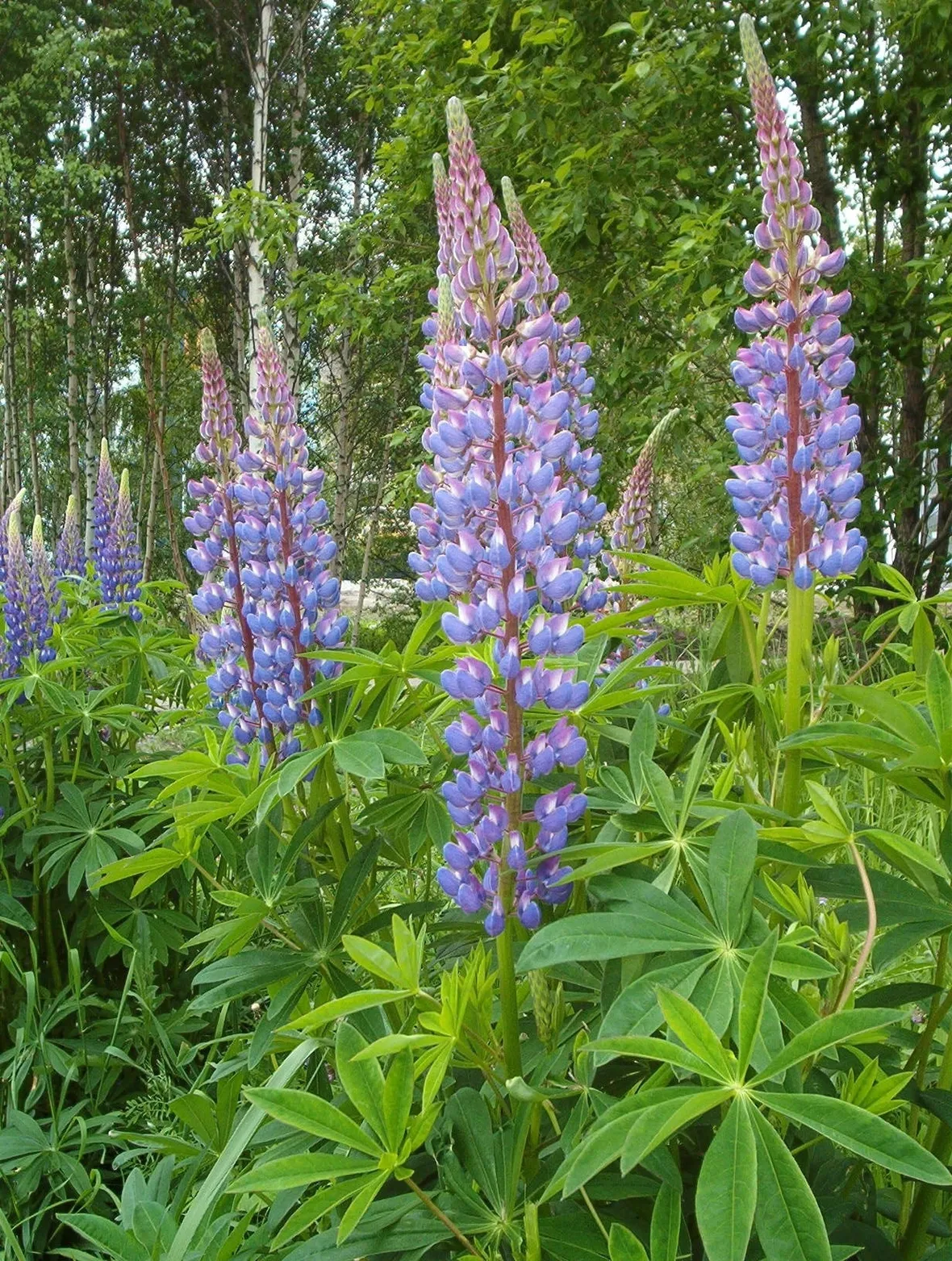 pianta di lupinus