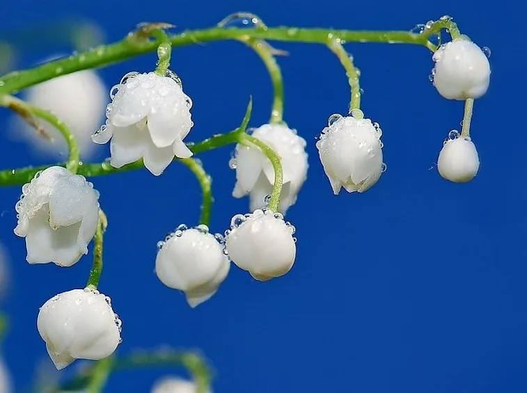 Fiori mughetto