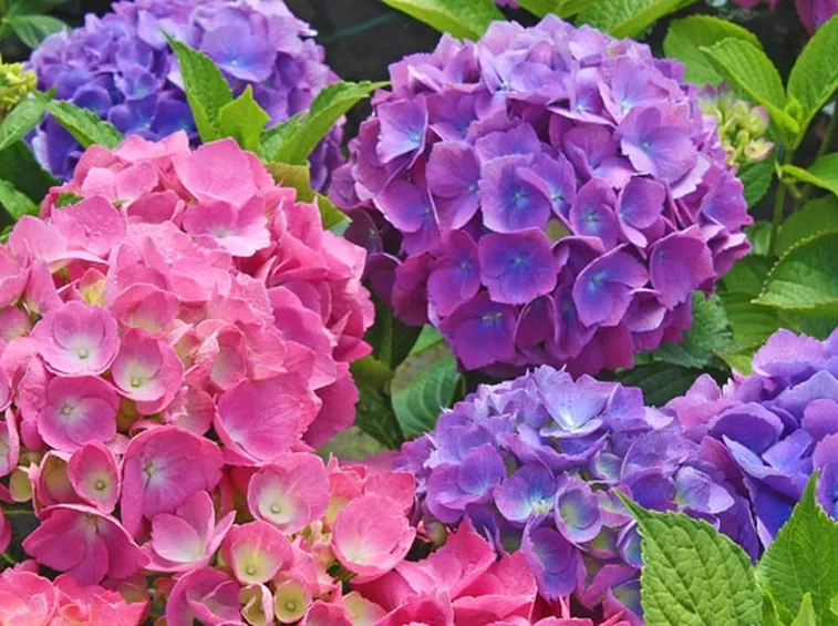 Ortensie viola e rosa