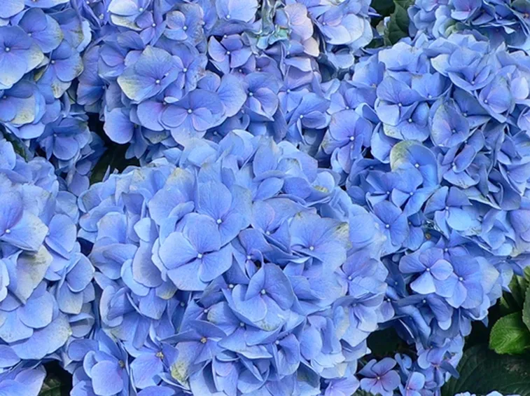 Ortensie blu