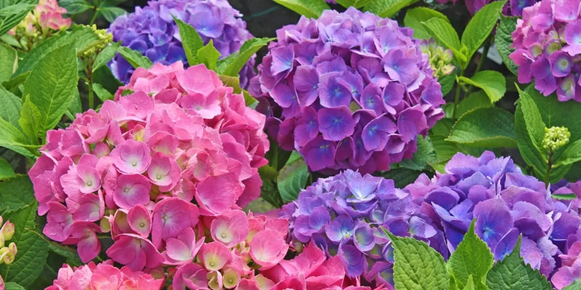 Ortensie viola e rosa