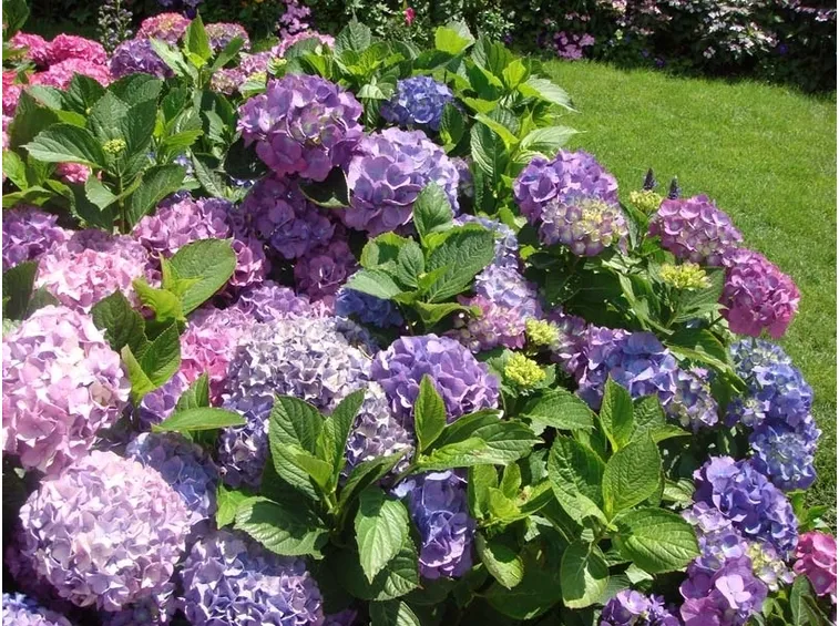 ortensie