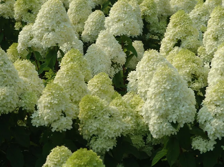 ortensie paniculate