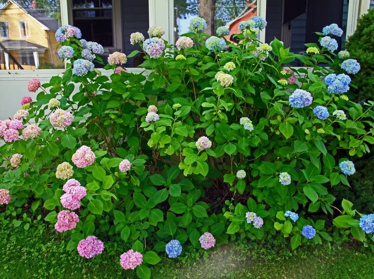 ortensie