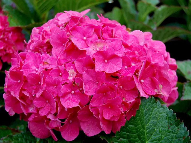 fiore di ortensia