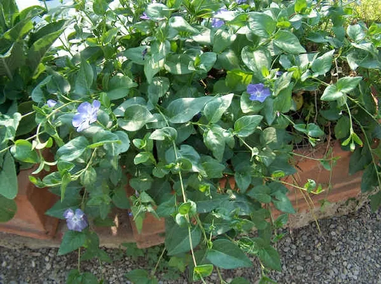 Pianta di pervinca