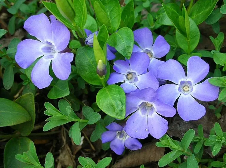 Fiori di pervinca
