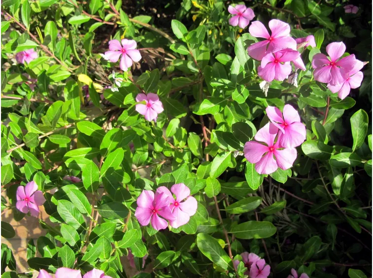 Pervinca rosa