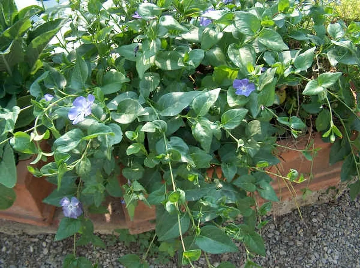 Pianta di pervinca