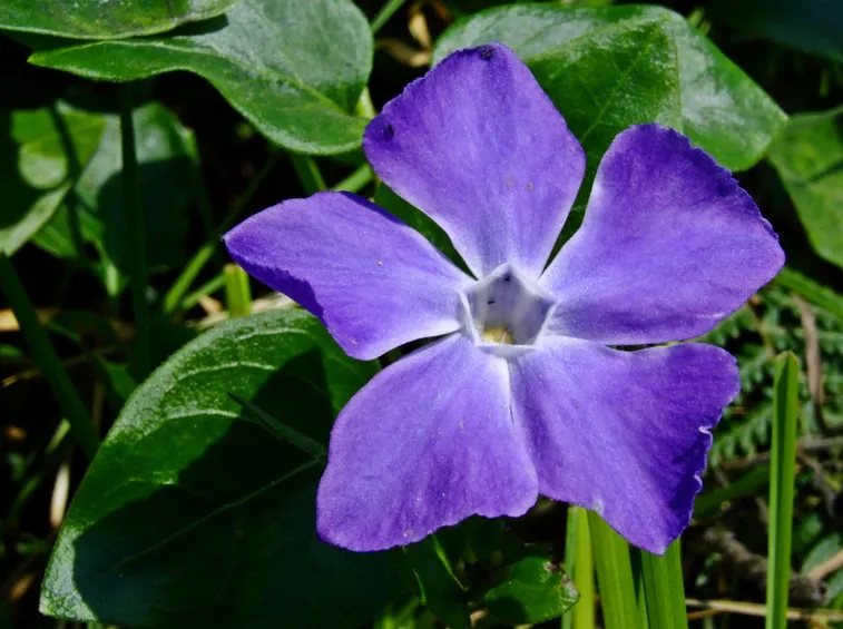 Fiore pervinca