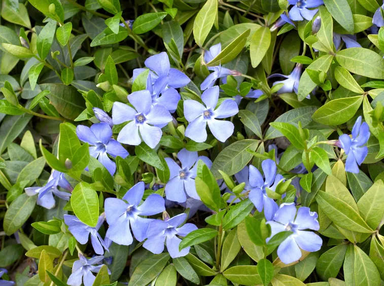 Pervinca fiori