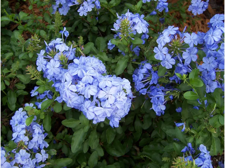 Fiori pervinca