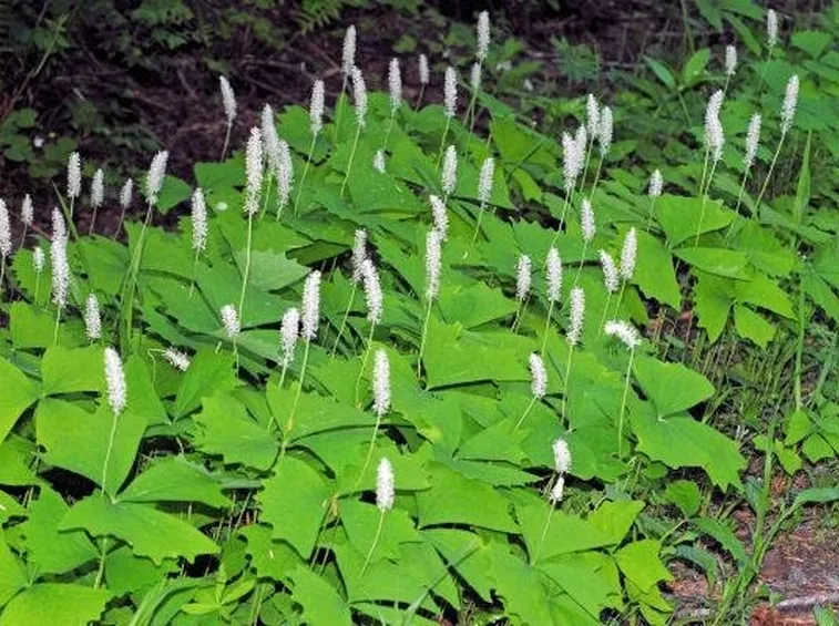 pianta di vaniglia