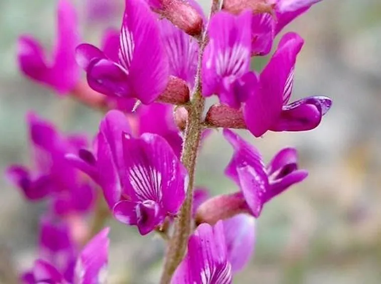 particolare fiore di vaniglia