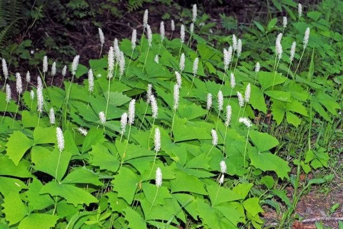 pianta di vaniglia