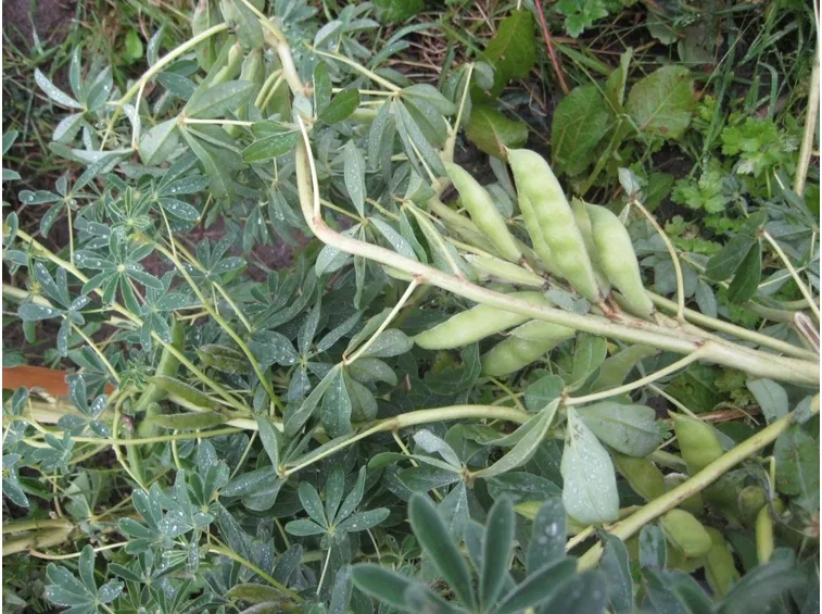 Piante di lupini