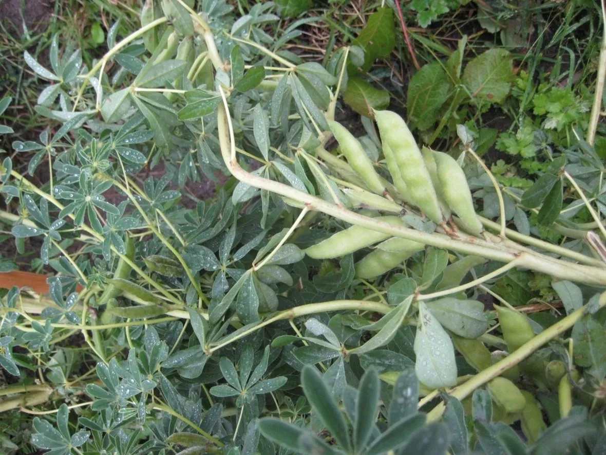 Piante di lupini
