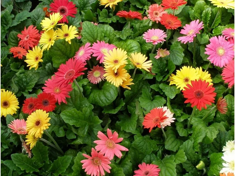 Piante e fiori di Gerbera