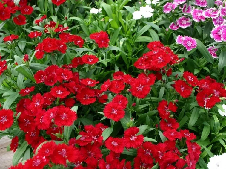 Piante in fiore di Garofani del poeta