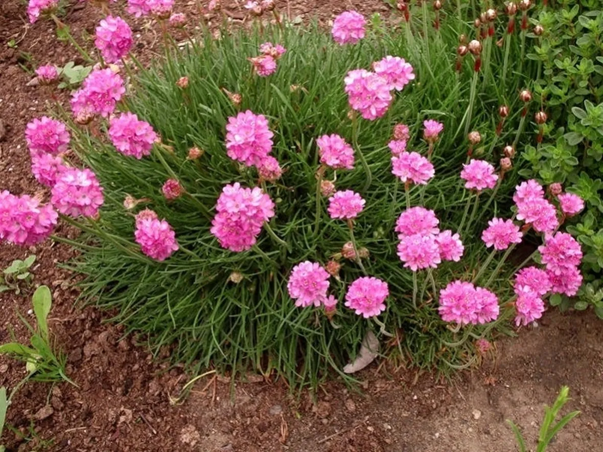 Cespuglio in fiore di Armeria