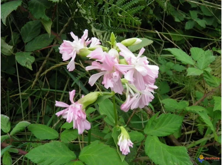 Fiori doppi e foglie di Saponaria