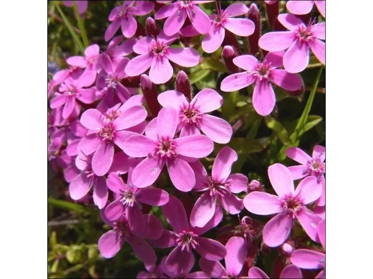 Fiori rosa di Saponaria