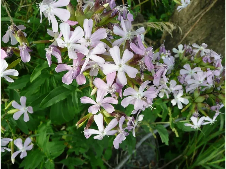 Pianta in fiore di Saponaria
