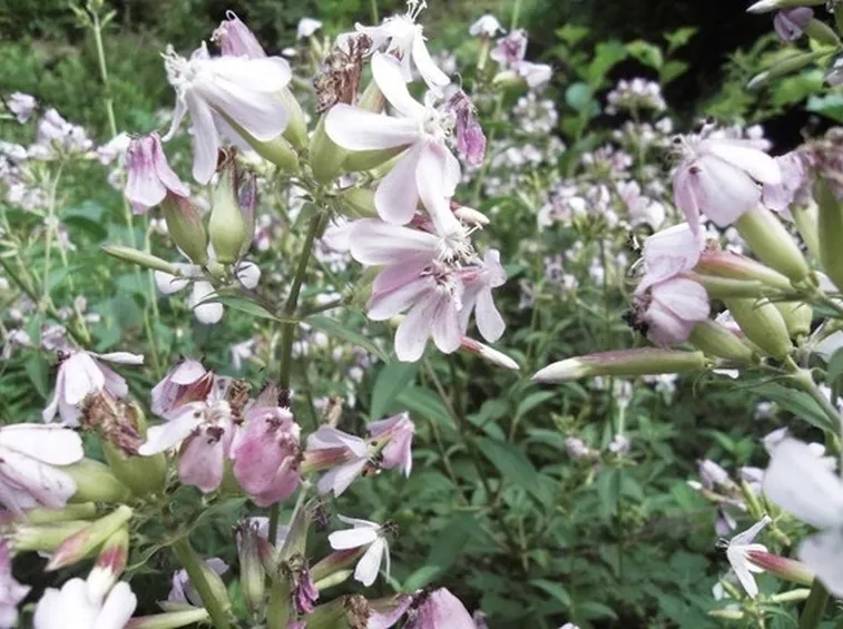 Fiori e piante di Saponaria