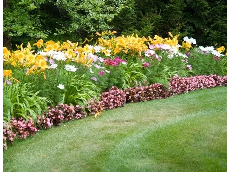 Bellissimi fiori colorati