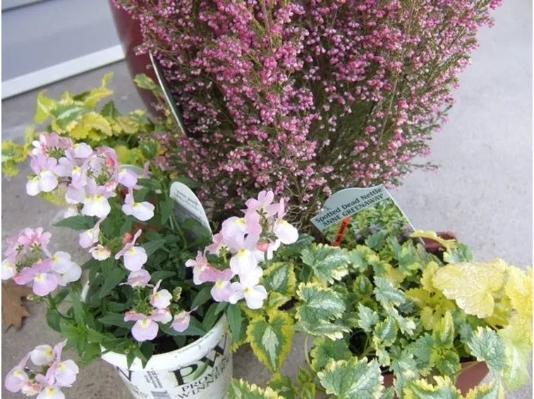 Perenni da fiore in vaso